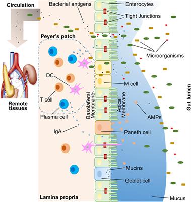 Frontiers | Genetic polymorphisms in immune- and